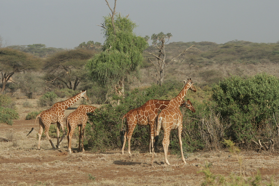 Bobhogeveen Nl Kenia Tanzania 2009 Samburu En Nakuru 220 Samburu